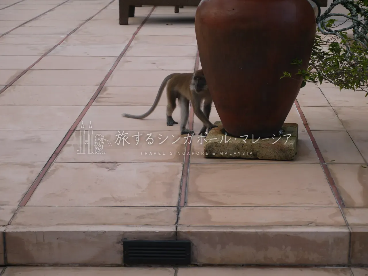 バギー移動と、ジャングルの住人たち