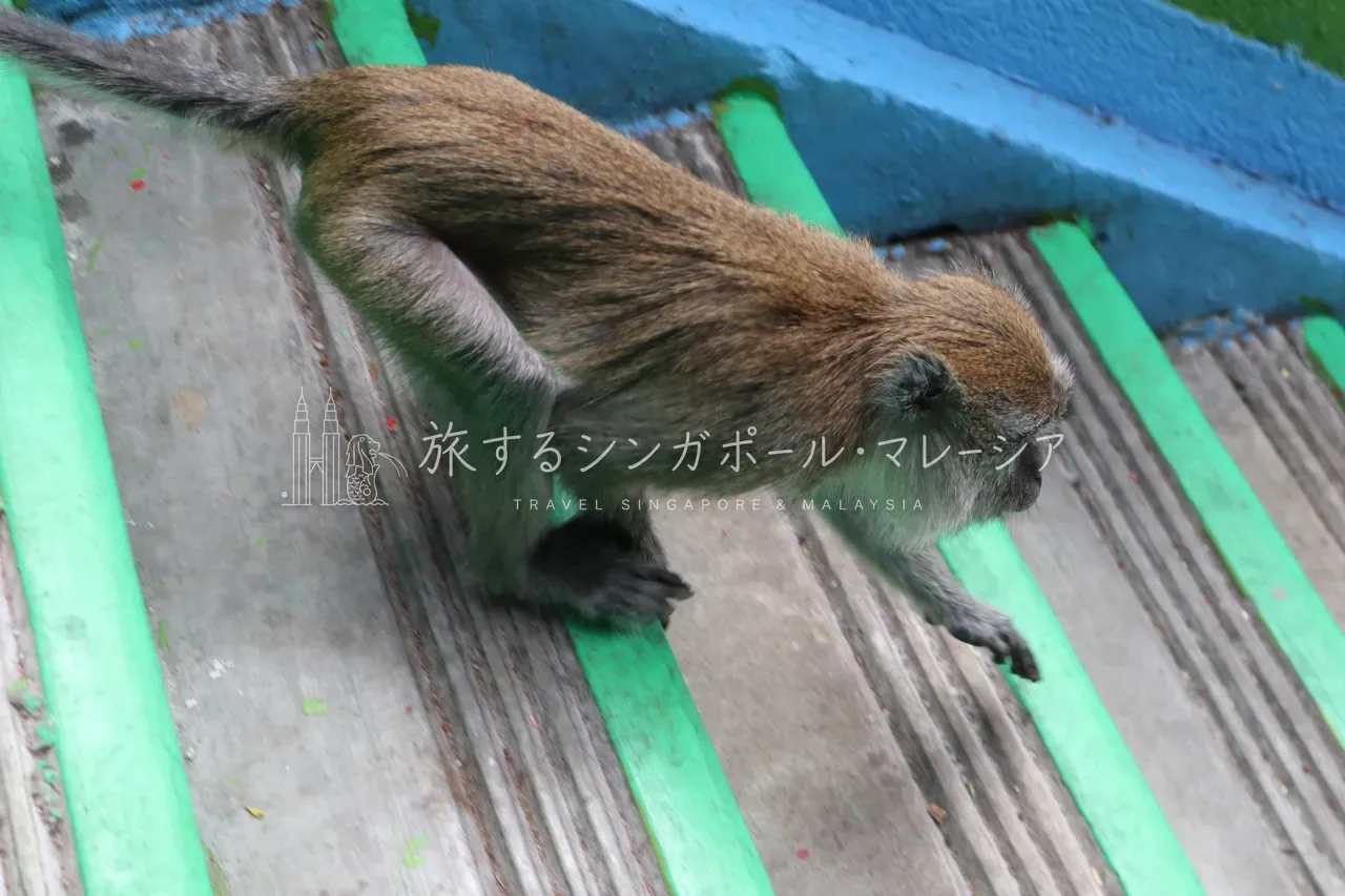 サルに注意