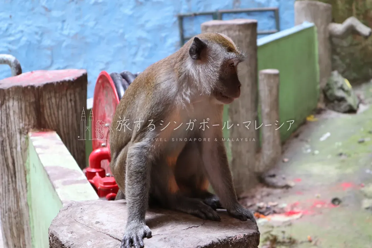 奥にもサルがいて狙っているので油断は禁物。本当にうようよいます。