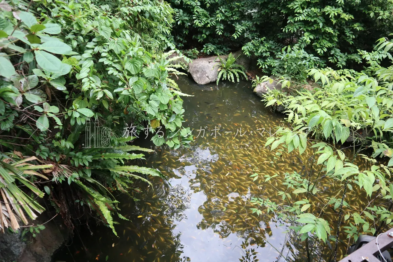 大量の鯉、そしてワニ