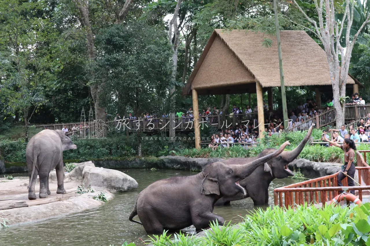 シンガポール動物園