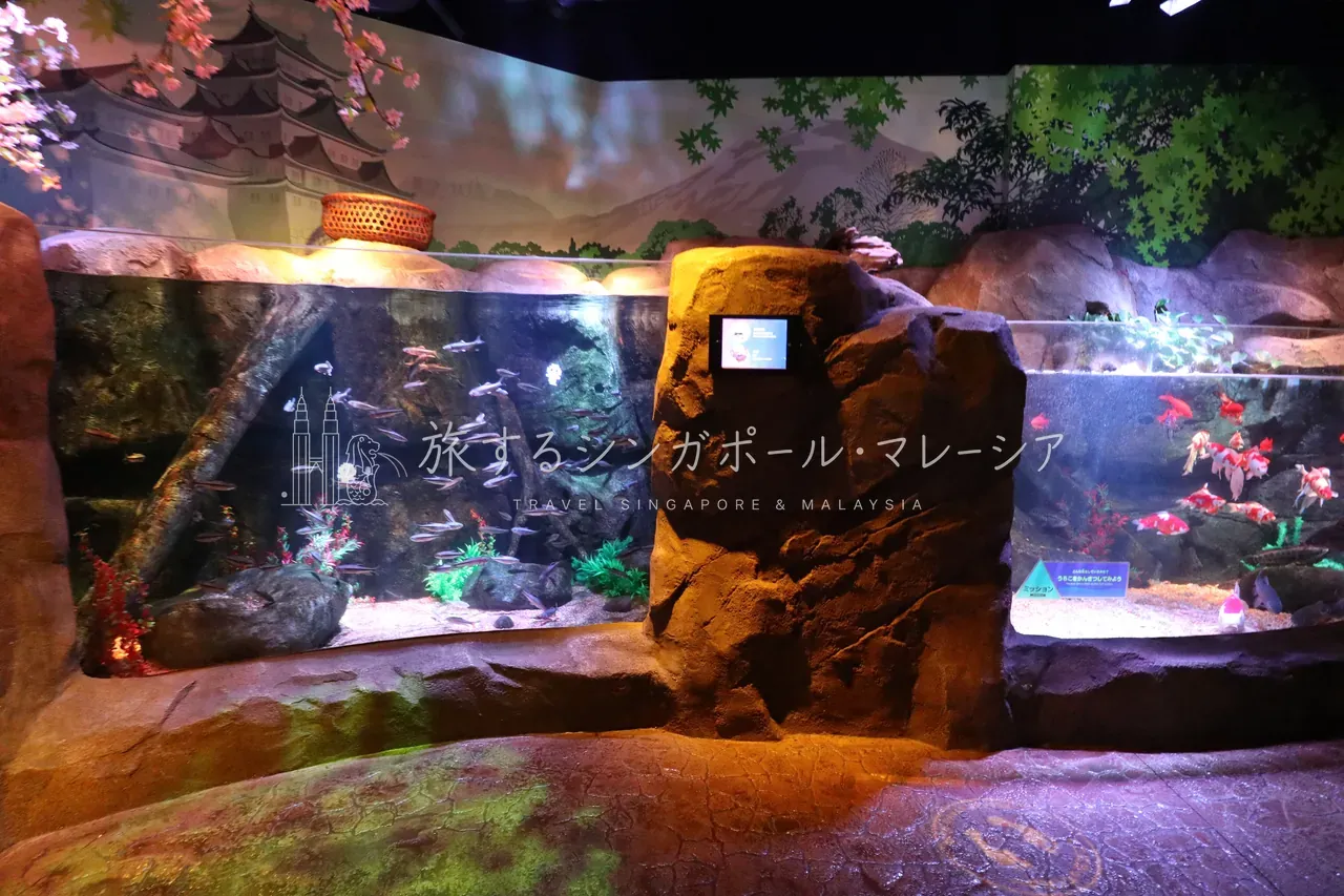 名古屋シーライフより。日本風の魚の展示。マレーシア版にはマレーシアレインフォレストゾーンがあるなど、各地の特色を出した展示構成になっているようです。