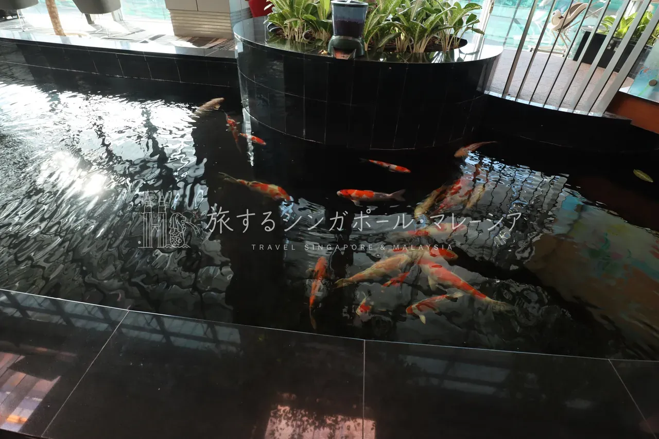 鯉が泳ぐ、室内のインドアガーデン