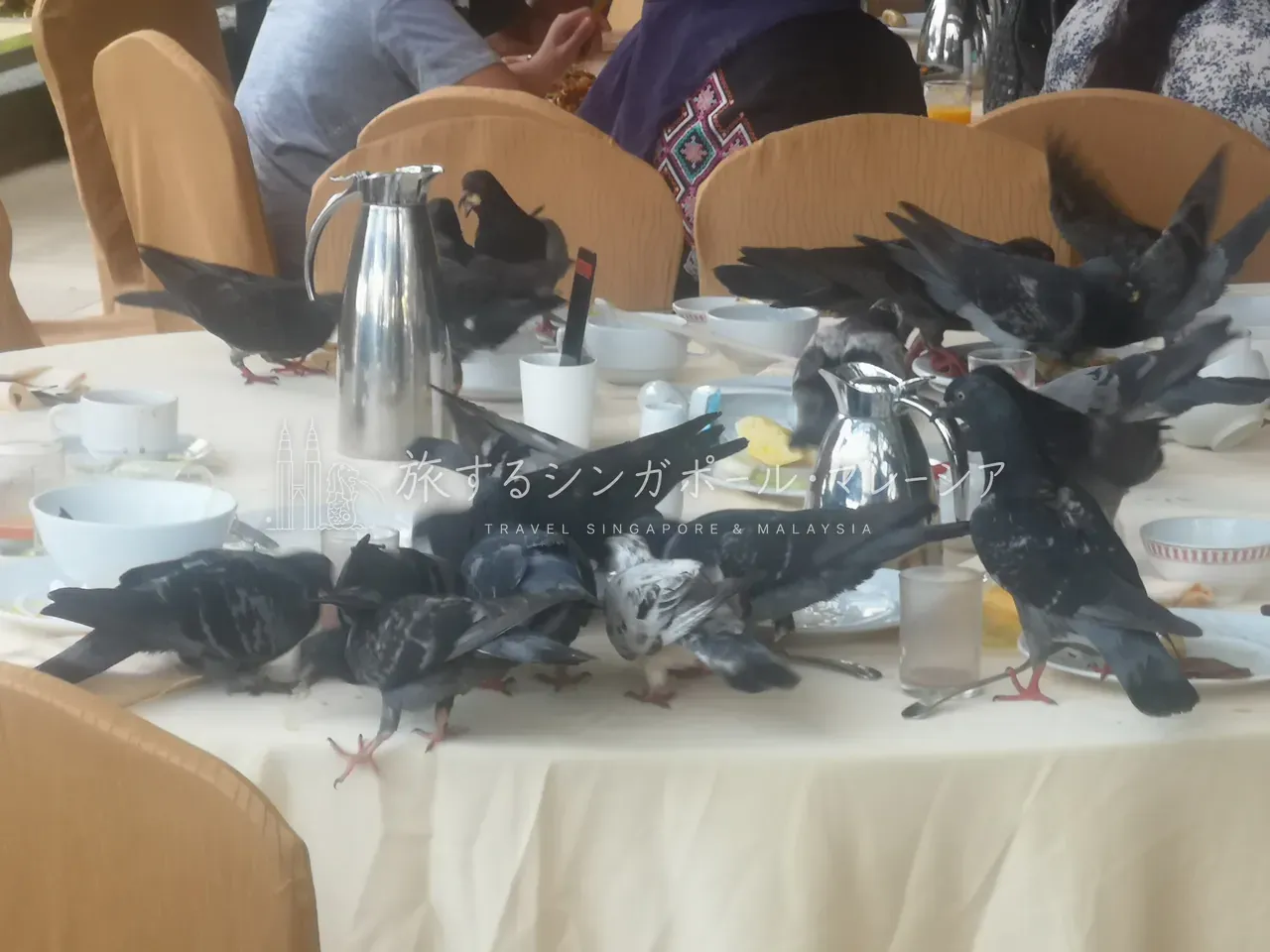朝食会場に来る鳩のこと