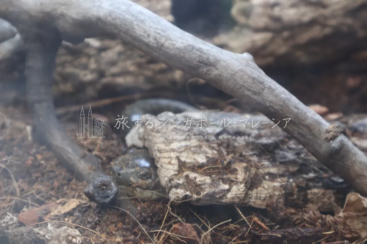 探して見つける小さな主役
