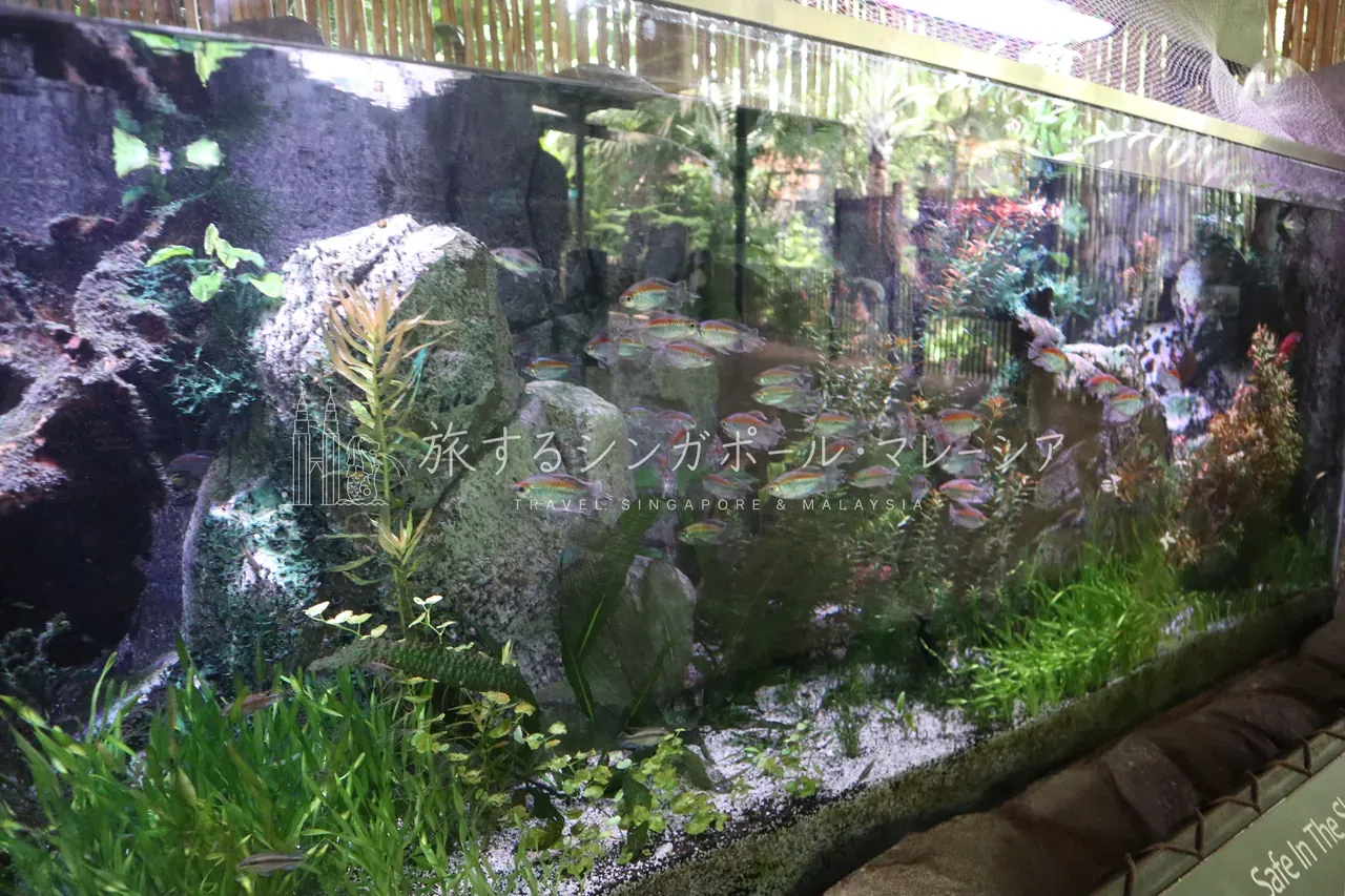 水草あふれる淡水アクアリウム