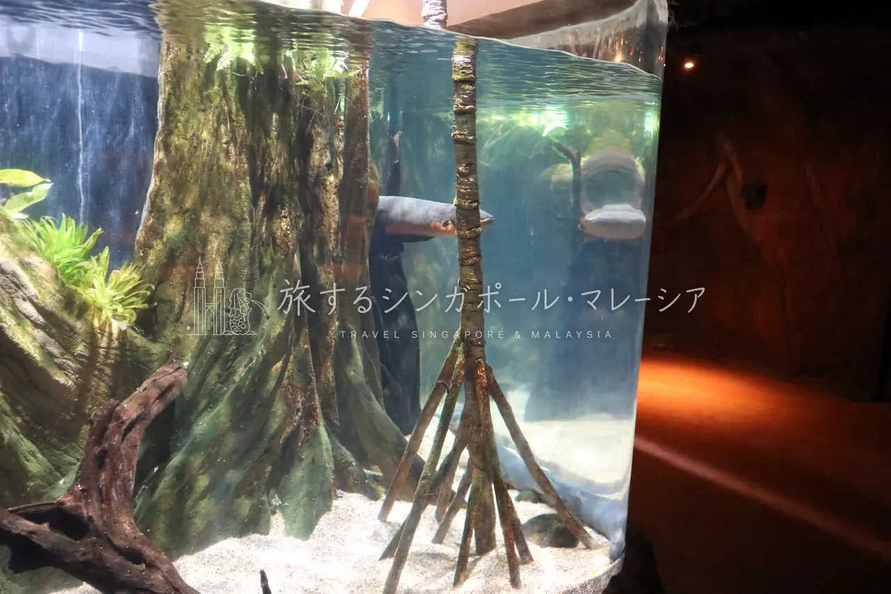 マングローブを再現した水槽