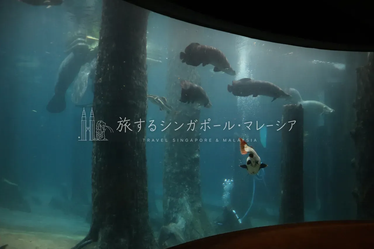 マナティーが、ゆったり泳ぐ